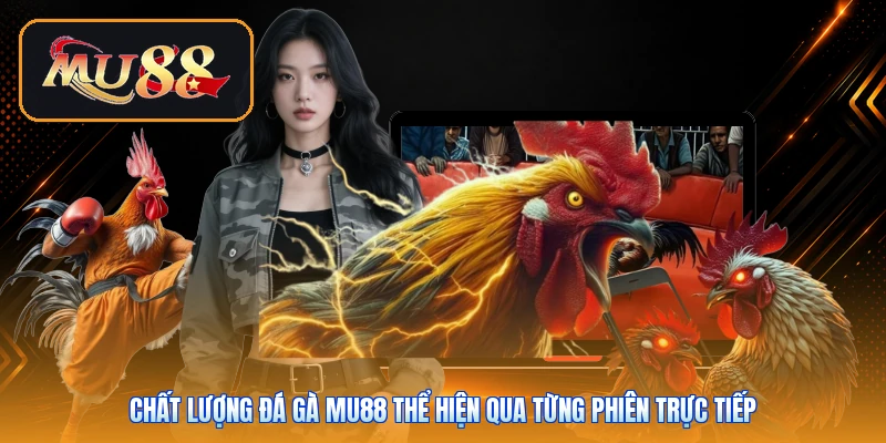 Chất lượng đá gà Mu88 thể hiện qua từng phiên trực tiếp