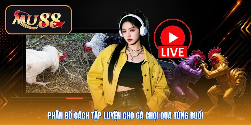 Phân bổ cách tập luyện cho gà chọi qua từng buổi