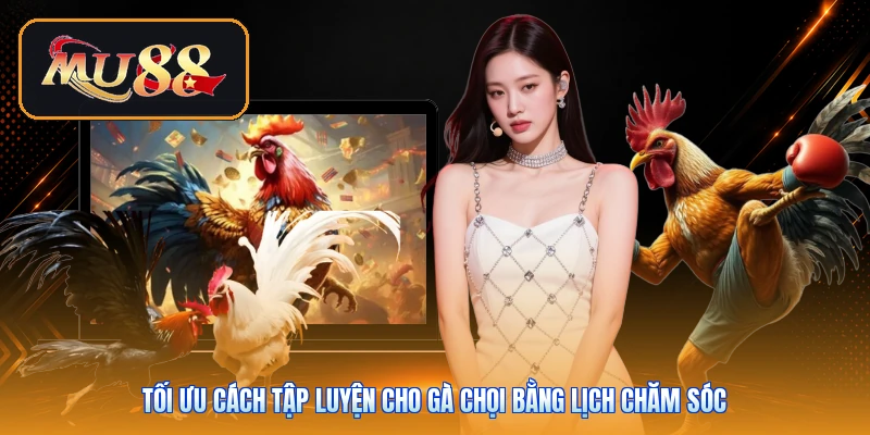 Tối ưu cách tập luyện cho gà chọi bằng lịch chăm sóc